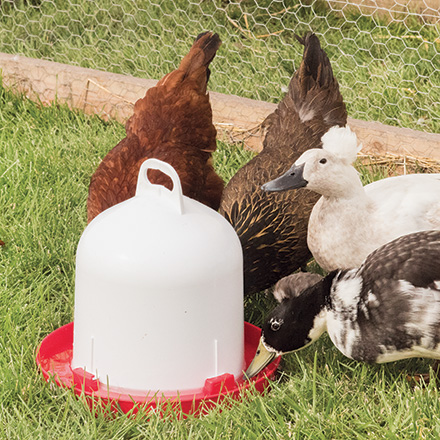 Quick Clean Waterer (with legs)