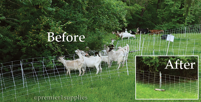 ElectroNet® 9/35/12 is keeping goats contained to an area.