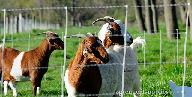 ElectroNet 9/35/12 is an effective temporary fence for our goats.