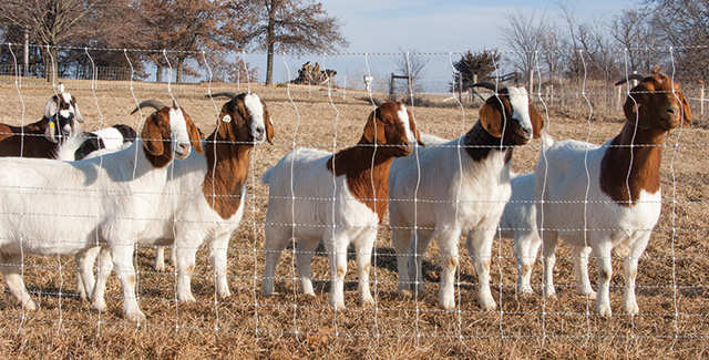 Using Pos/Neg electric fences