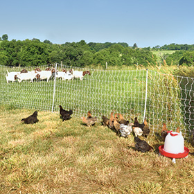 Pos/Neg PoultryNet 12/42/3 with drivable posts