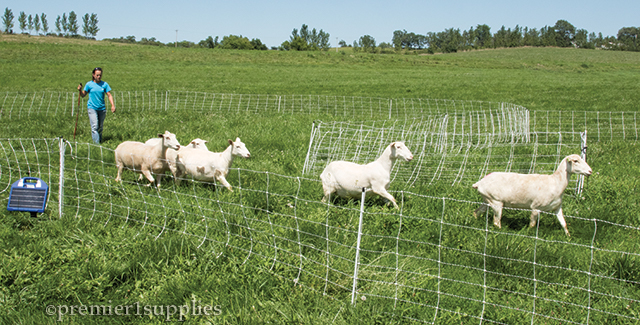 Practical Pasture Configurations for Rotational Grazing