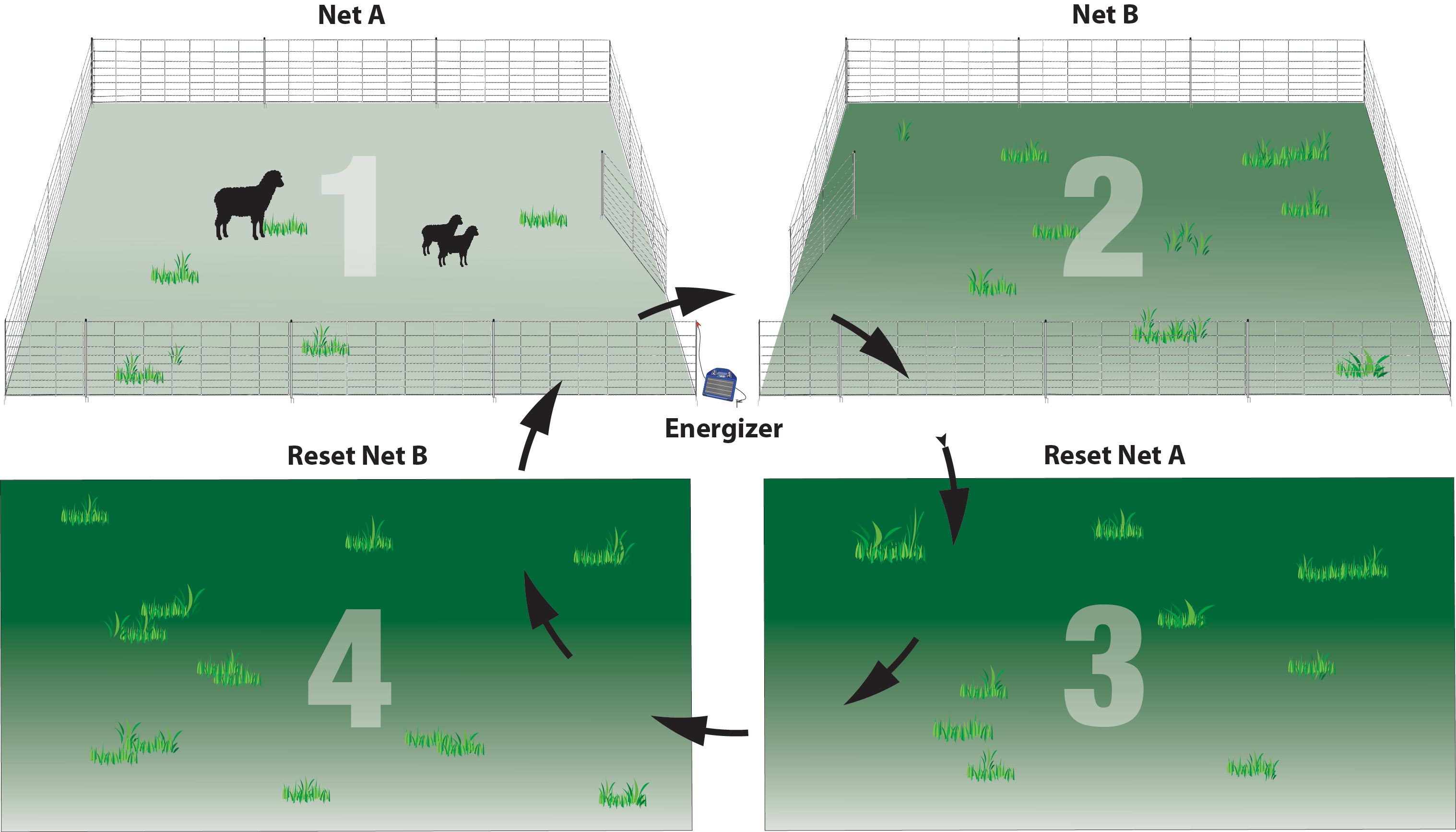 Two net grazing system with multiple paddocks.