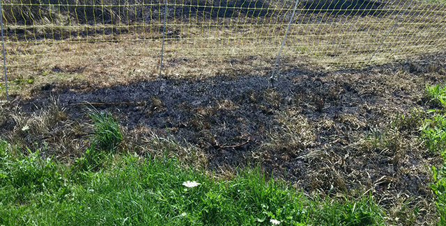 ElectroNet 9/35/12 our goats contained where we want them. Our goats do an excellent job grazing forages our sheep flock prefers not to. As with all animals, train them to the fence ahead of time before relying on it to contain them in the field.