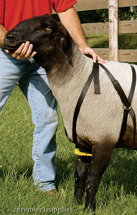 Marking harnesses for sheep and goats.