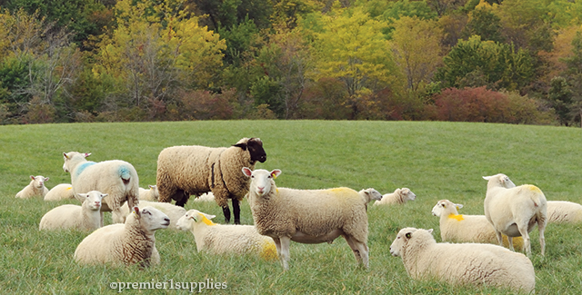 Breeding Supplies for Sheep and Goats