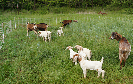 Goats can be contained by electric fence with proper training.