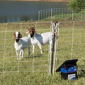 ElectroStop electric goat fences