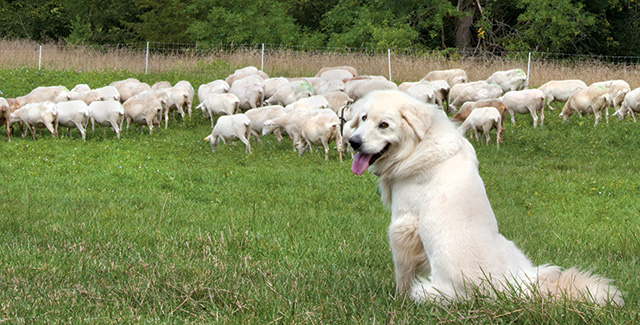 Sheep grazing on pasture with livestock guardian dog