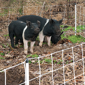 Pig QuikFence