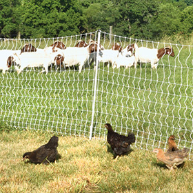 PoultryNet electric chicken fence