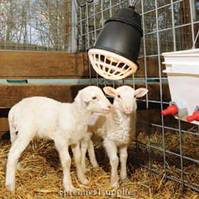 Lambing & Kidding Supplies