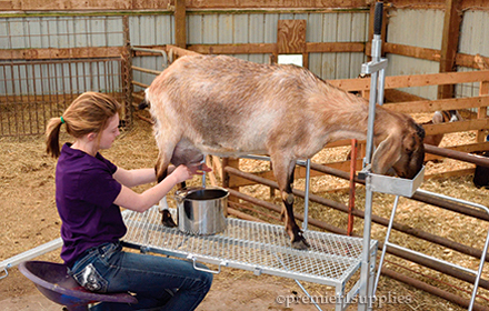 Goat Milking Stand