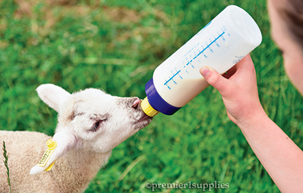 Wide Mouth Lamb ‘N’ Kid Feeding Bottle