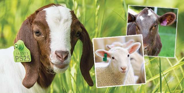 Livestock Ear Tags