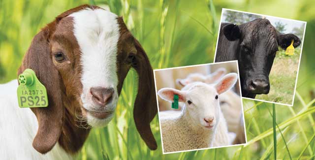 Livestock Ear Tags