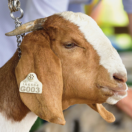 Goat with USDA Scrapie Ear Tag