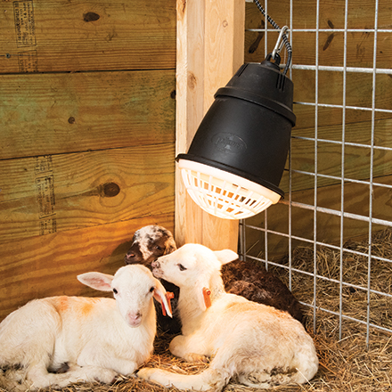 Prima Heat Lamp for Sheep and Goats