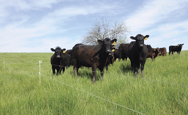 FARM ELECTRIC FENCING - SUREGUARD