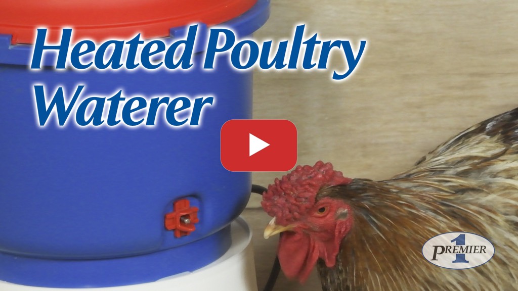 Training Chickens to a Heated Poultry Waterer