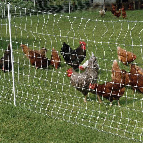 Poultry Netting – Not Just For Chickens