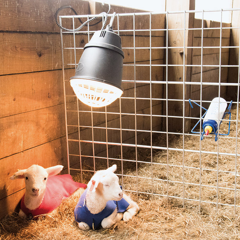 Pets and Livestock Prima Heat Lamp for Poultry 