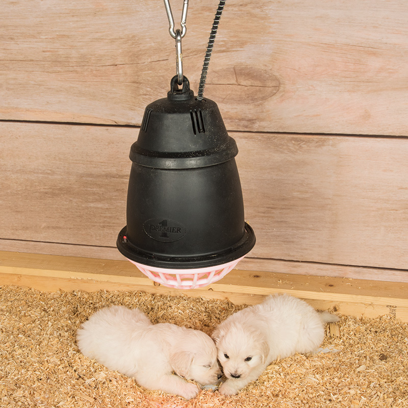 Prima Heat Lamp Premier1supplies, Are Red Heat Lamps Safe For Dogs