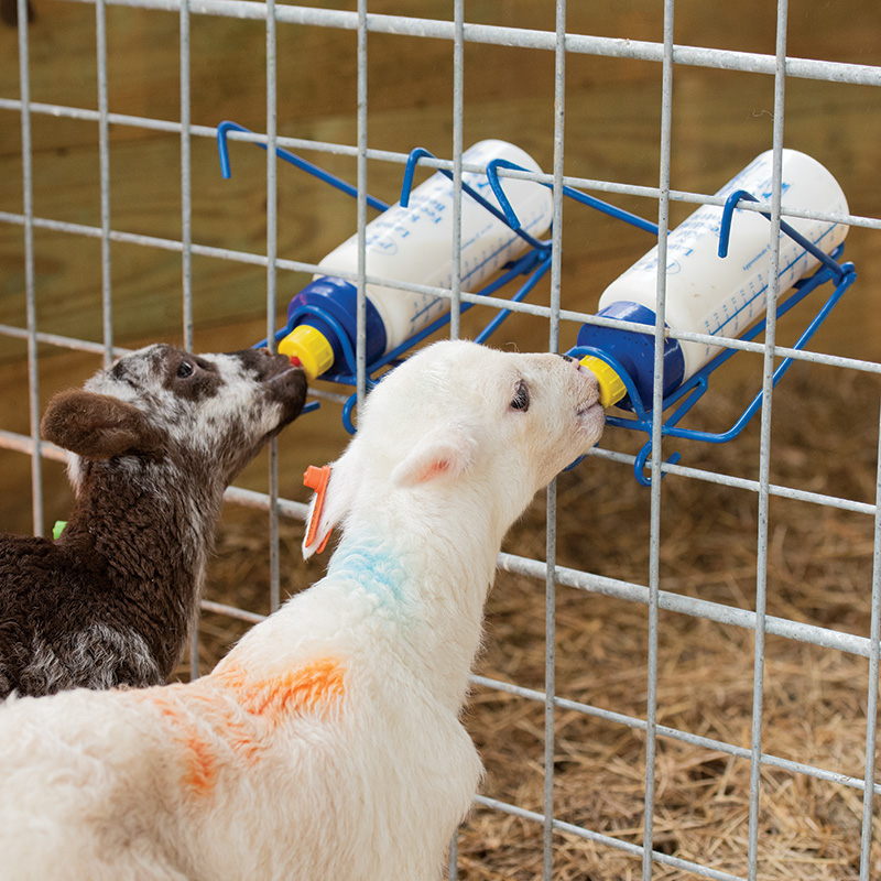 15x Baby Goat Drink Bottle Nipple Sheep Lamb Dog Pet Milking Machine Soft Teat 