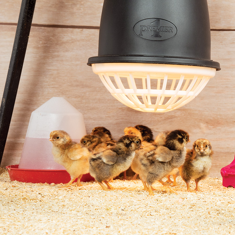 Puppies Heat Lamp Poultry 175w red Bulb Inc HIGH/LOW SWITCH Kittens Dog 