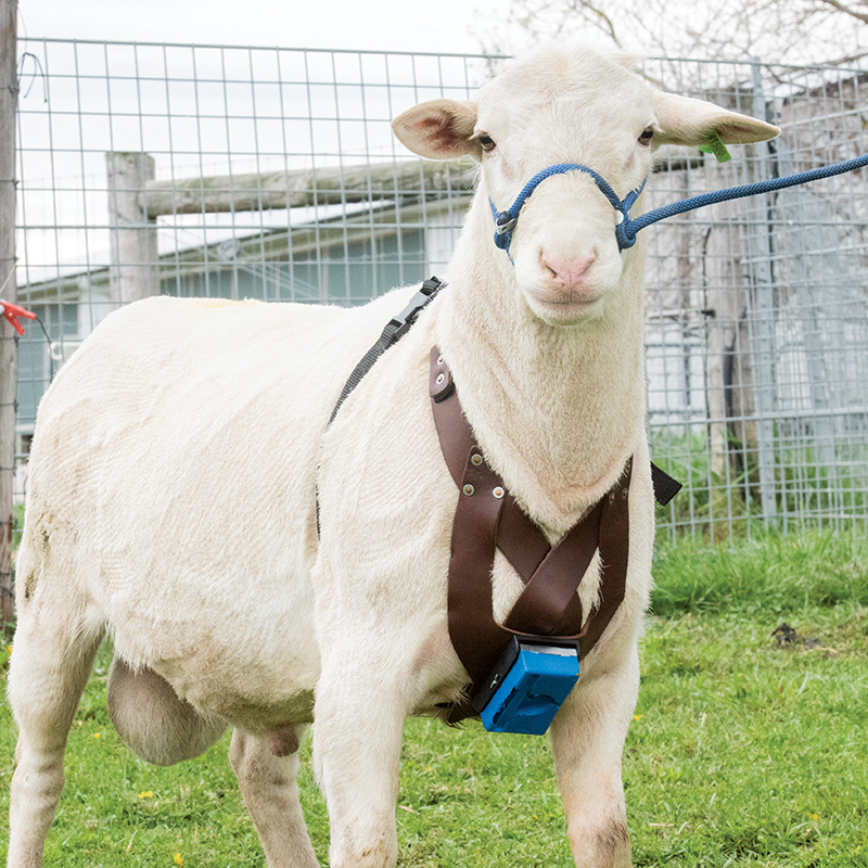 Ram Ewe Sheep Marking Harness Crayon GREEN Breeding Heat Detection Goat NEW
