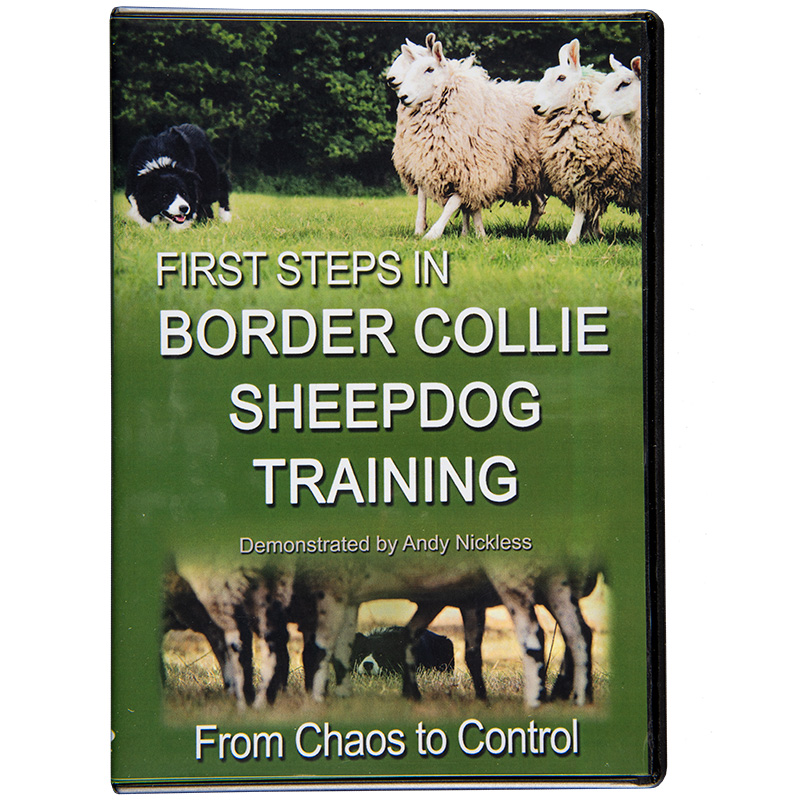 border collie sheepdog training