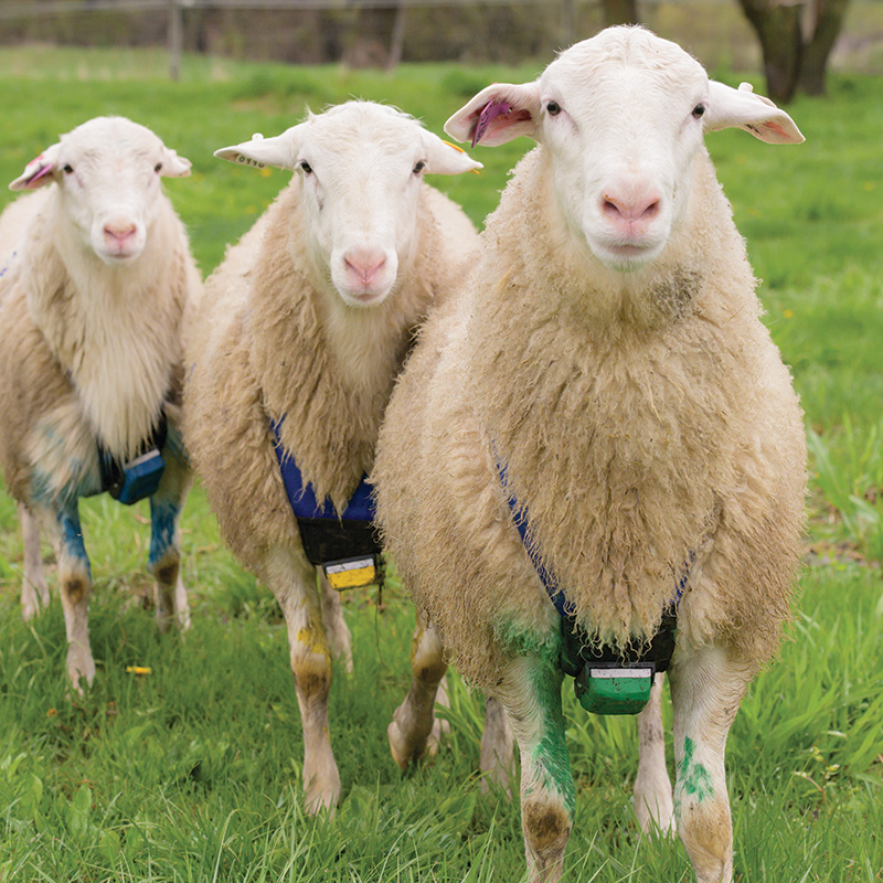 Made in New Zealand Mild Yellow, Orange, Purple MILD Temperature MATINGMARK Sheep & Goat Mating Crayon Block Marker for Ram Breeding/Marking Harness by Rurtec 3 Pack