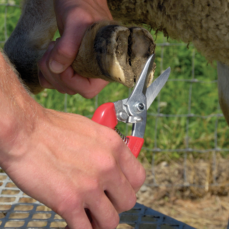 Details about   Hoof Trimmers For Goat Sheep Hoof Trimming Shears Multiuse Carbon Steel Hooves.. 