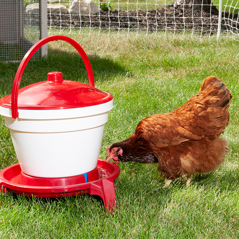 Poultry Waterer with Legs Blue & White Item No. DT9874 1 Gallon - Durable Water Container with Carrying Handle for Chickens & Birds 