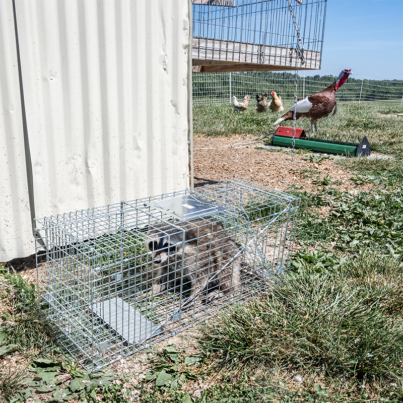 Animal Trap Cage 