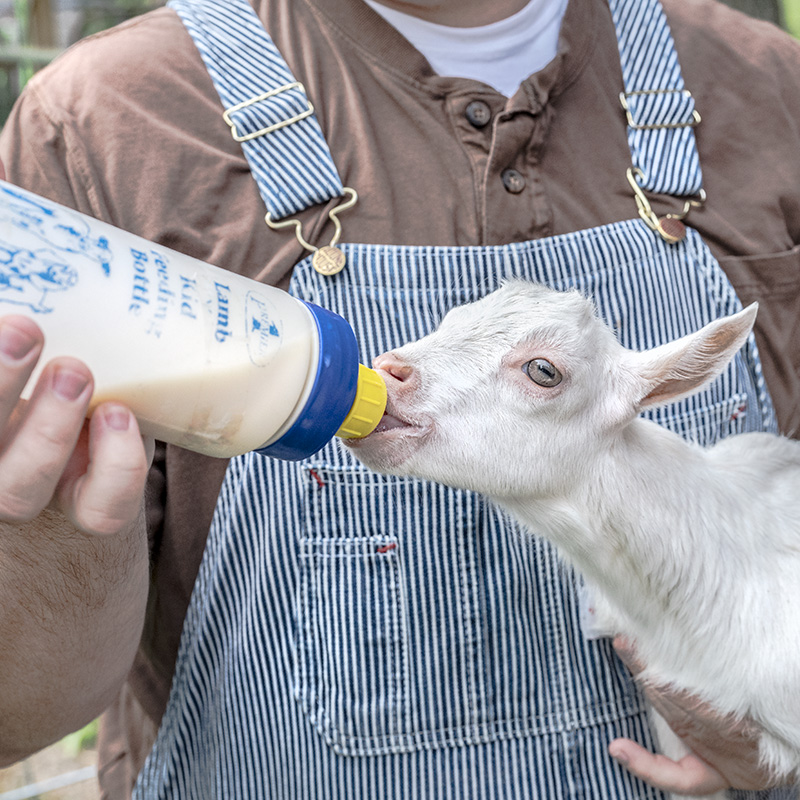 Toddler boy drinking milk from baby bottle stock photo - OFFSET