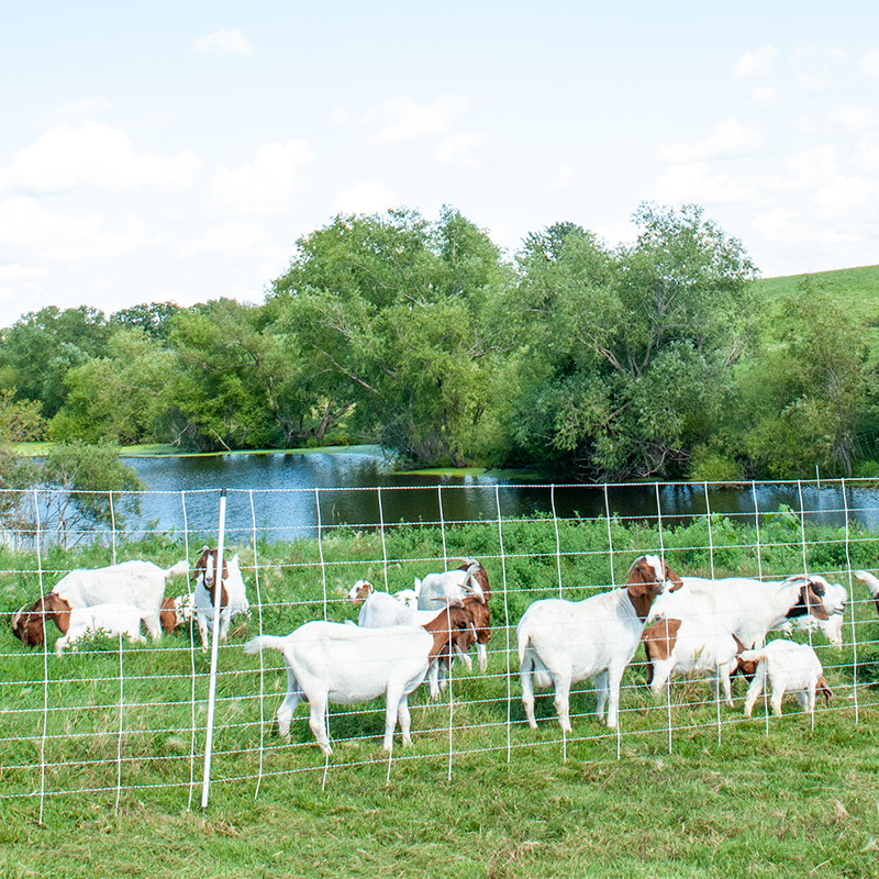 Deterring Bears with Electrified Fences: A Beginners Guide - Texas