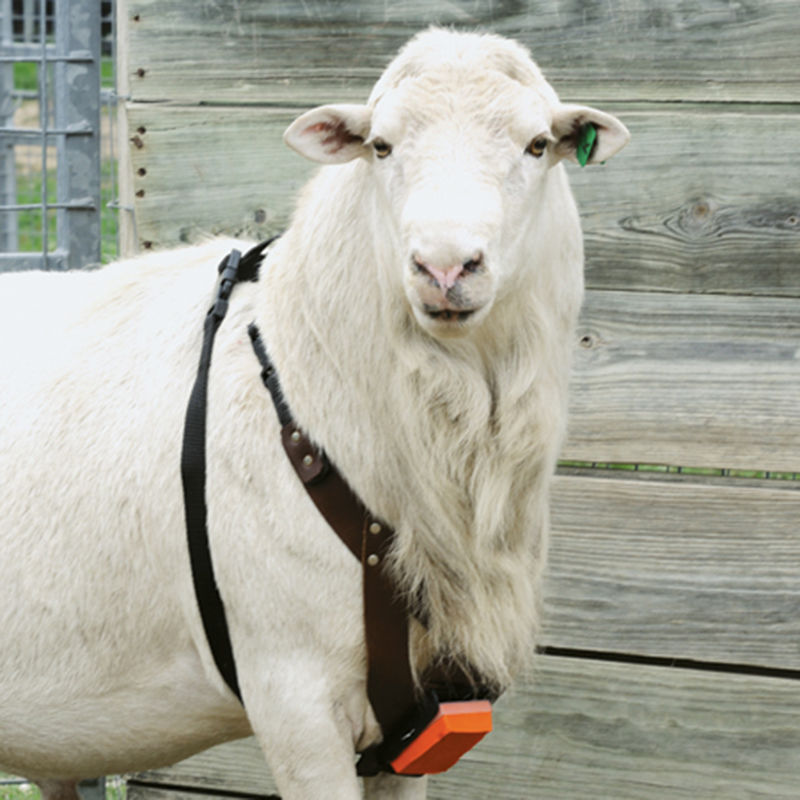 Ram Ewe Sheep Marking Harness Crayon ORANGE Breeding Heat Detection Goat 