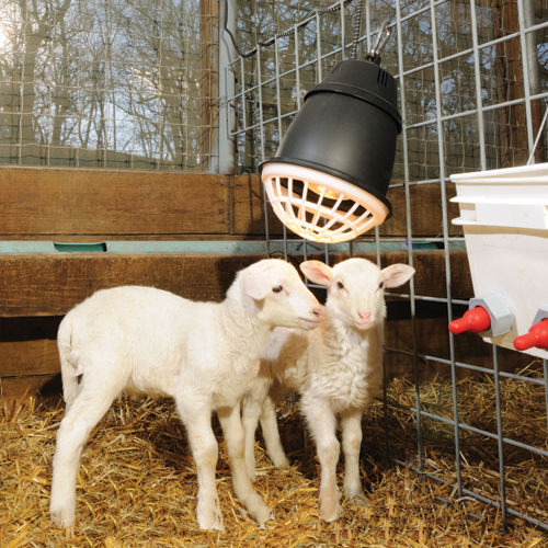 Heat Lamp Scorpion Halogen Bulb Barn 250 Watt Warming Barn Livestock 