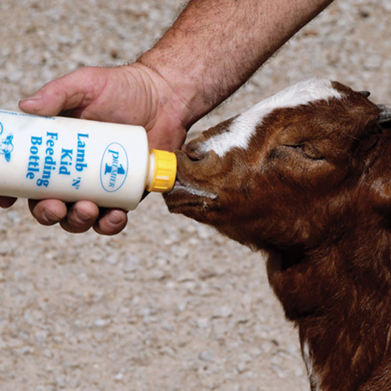 5X Drink Bottle Nipple Teat Lamb Feed Kids Pets Pup Orphan Soft Ewe Goats-SheeTY 