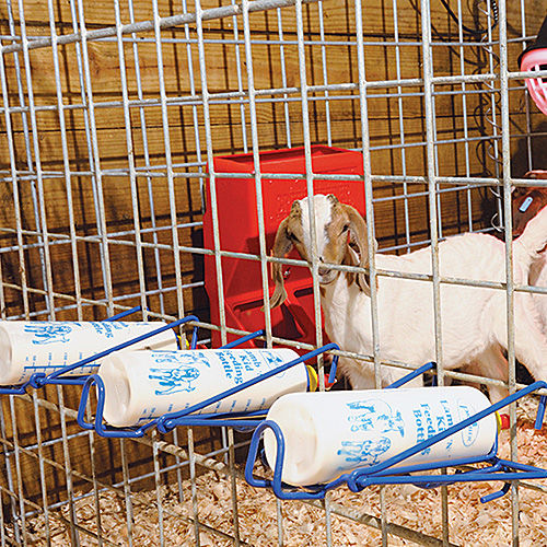 Bottle Rack for Feeding Lambs & Goat Kids Premier1Supplies