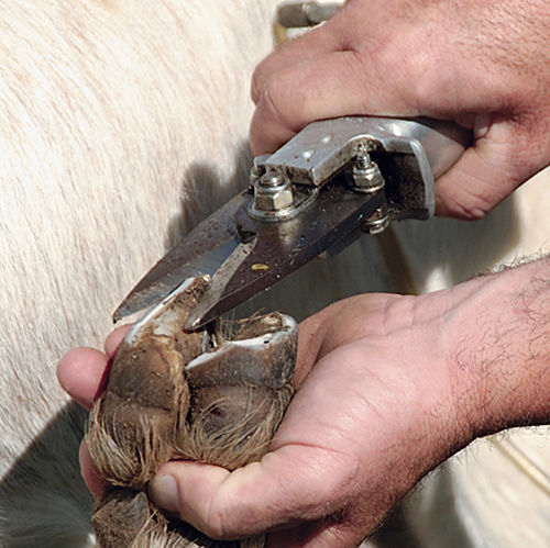 Goat Pedicures: How to Trim Goat Hooves - Farm Fit Living