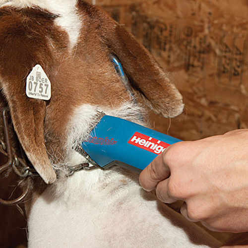 heiniger saphir cordless dog clipper