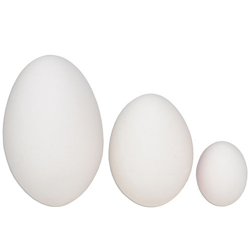 Quail Egg Size Chart