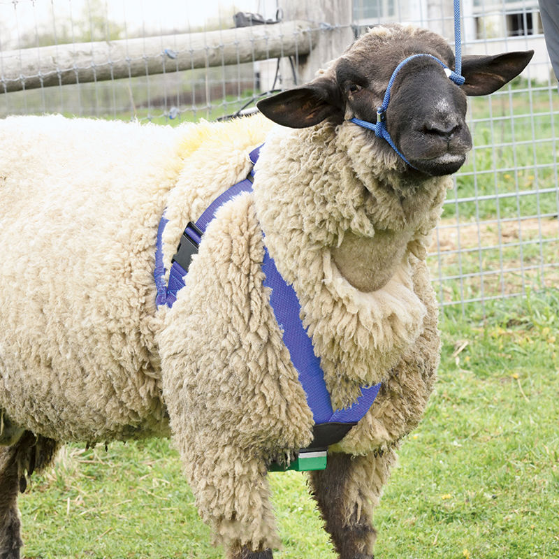 Net-Tex Sure Sired Ram Harness Ewe Sheep Marker 