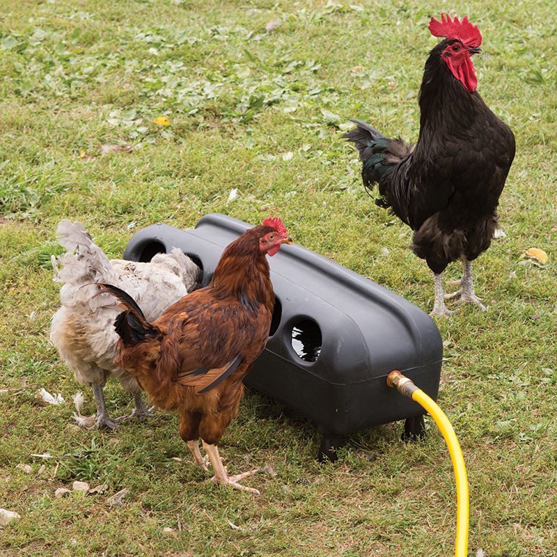 No-Mess Automatic Poultry Drinker