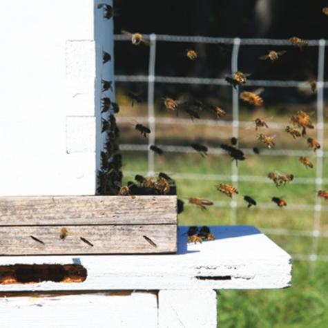 Beehive Protection - VersaNet® Plus 9/20/3 Electric Netting