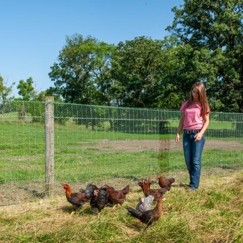 NoShock™ Chick Fence