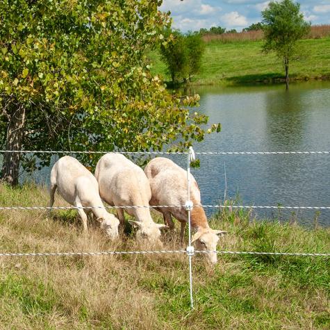 Multi-Strand Fences with Reels