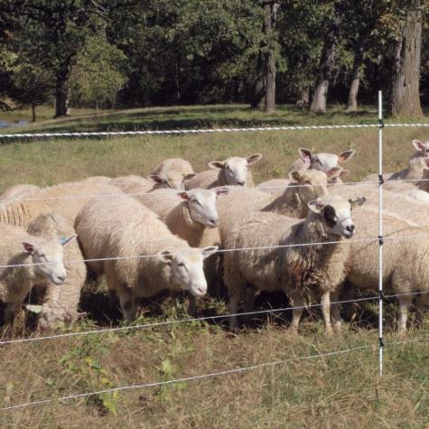 Multi-Strand Fences without Reels